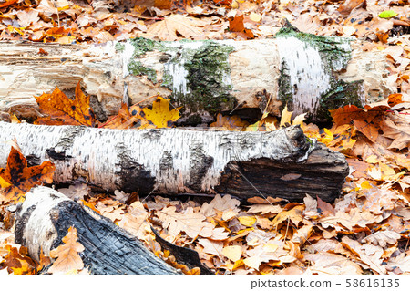 tree trunks on meadow covered by fallen leaves tree trunks on meadow covered by fallen leaves 58616135