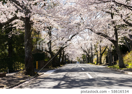 Cherry tree tunnel (Hachimano, Ito City, Shizuoka Prefecture) 58616534