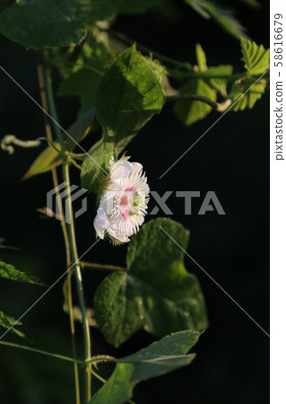 Lvy Gourd, Coccinia has the scientific name Cocconia grandis (L.) Voigt, a biennial plant with white flowers. The inside is alternating in green. 58616679