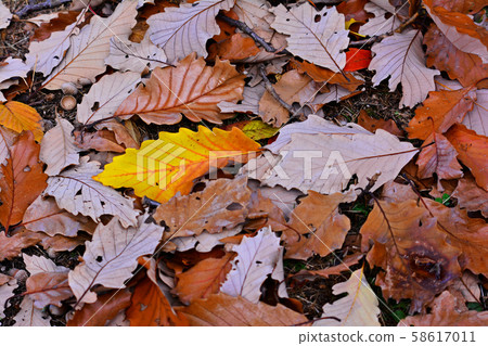 One day in late autumn, colorful leaves piled up One day in late autumn, colorful leaves piled up 58617011