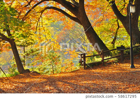 The best autumn leaves in October when autumn is at its peak 58617295