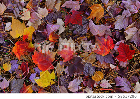 One day in late autumn, various colorful leaves piled up on the ground 58617296