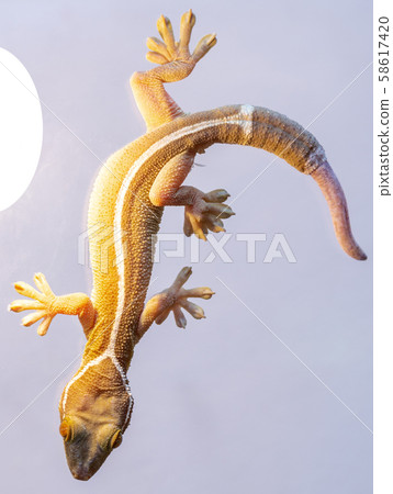 Gecko close-up on a gray background. Gecko close-up on a gray background. 58617420
