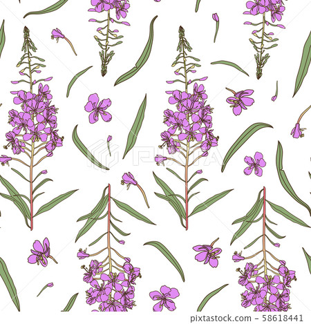 Willow herb seamless pattern. Hand drawn botanical vector illustration. 58618441
