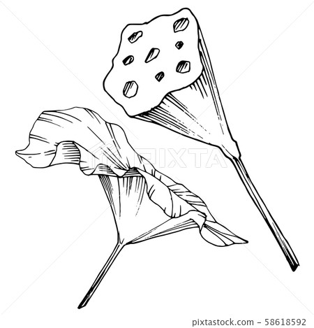 Vector Lotus floral botanical flower. Black and white engraved ink art. Isolated lotus illustration Vector Lotus floral botanical flower. Black and white engraved ink art. Isolated lotus illustration 58618592