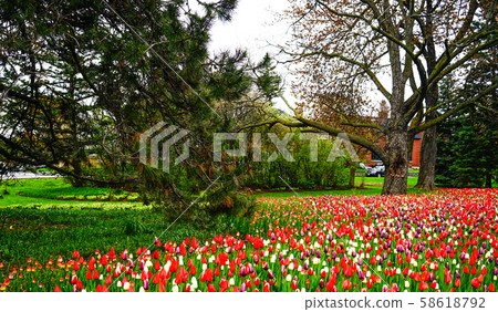Tulip flowers blooming at spring time 58618792
