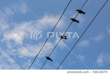 Many birds on the electric wires Many birds on the electric wires 58618879