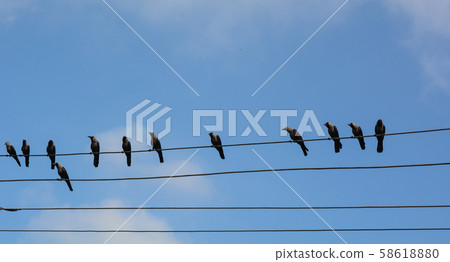 Many birds on the electric wires 58618880