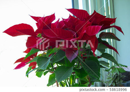 聖誕紅,盆花 聖誕紅,盆花 58618996