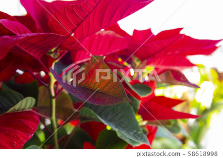 聖誕紅,盆花 聖誕紅,盆花 58618998