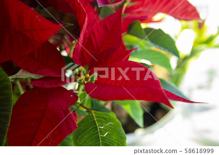 聖誕紅，盆花 58618999