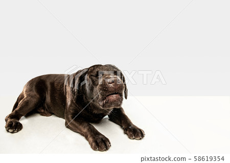 Chocolate labrador retriever dog in the studio. Indoor shot of young pet. Chocolate labrador retriever dog in the studio. Indoor shot of young pet. 58619354
