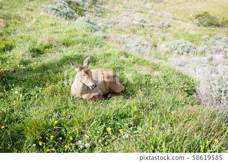 South Andean deer sitting on grass, Chile South Andean deer sitting on grass, Chile 58619585