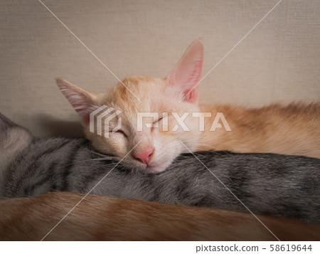 睡覺的貓 睡覺的貓 58619644
