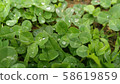 shamrock 58619859