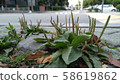 Plantain 58619862