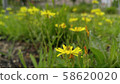 Yellow line conspiracy 58620020