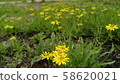 Yellow line conspiracy 58620021