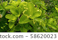 Timber tree 58620023