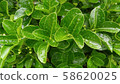 Timber tree 58620025