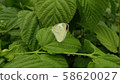 butterfly 58620027