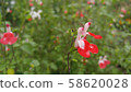 Red flower 58620028