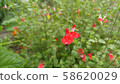 Red flower 58620029