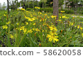 Yellow line conspiracy 58620058