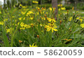 Yellow line conspiracy 58620059