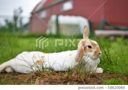 Rabbit  58620060