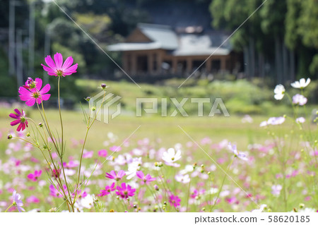 Usukiishi Buddha Park and Cosmos 58620185