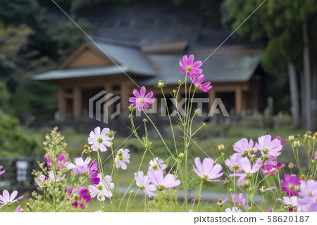 Usukiishi Buddha Park and Cosmos 58620187
