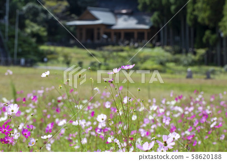 Usukiishi Buddha Park and Cosmos 58620188