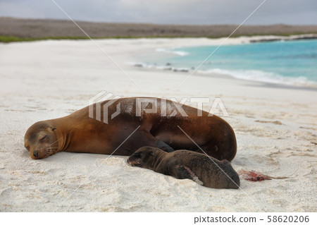Galapagos islands animals newborn baby sea lion pup right after birth by mother 58620206