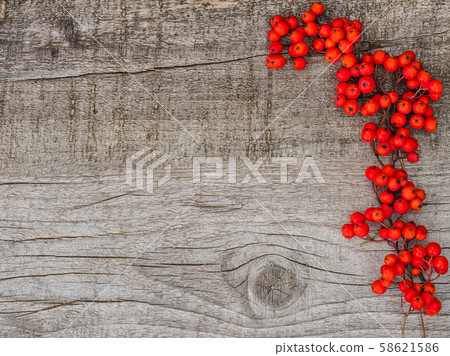 Berries of a bright, ripe mountain ash Berries of a bright, ripe mountain ash 58621586