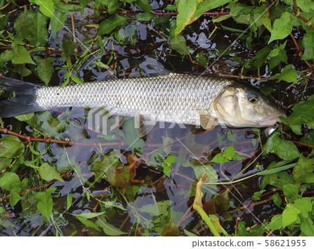 Labe fishing 58621955