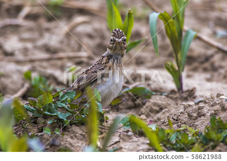 Common skylark (Alauda arvensis) 58621988