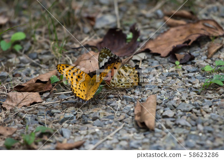 Mating behavior of the clam 58623286