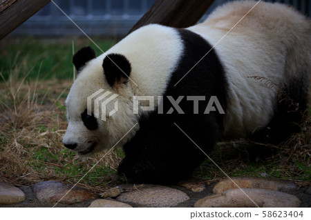 giant panda 58623404
