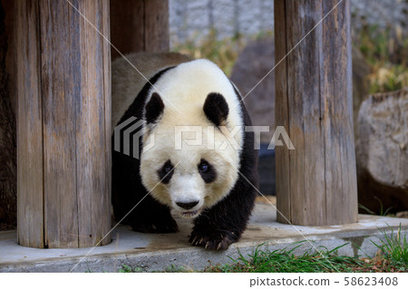 giant panda giant panda 58623408