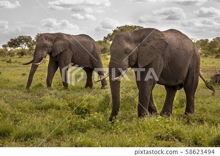 Two African Elephants walking 58623494