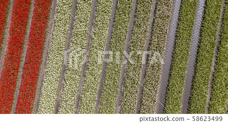 Tulip field Aerial view 58623499