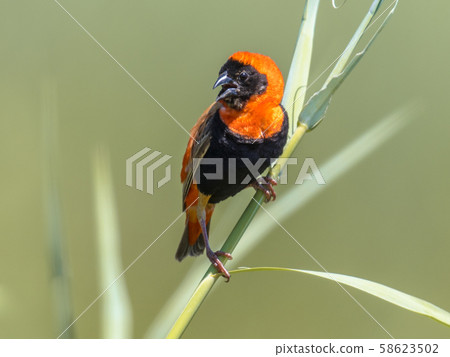 Southern Red Bishop in reed 58623502
