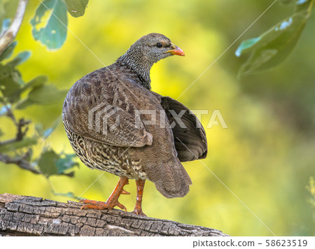 Natal Spurfowl on branch 58623519