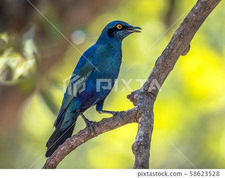 Greater blue eared Starling 58623528