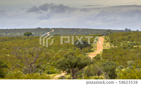 Dirt road through hilly savanna 58623538