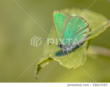 Green hairstreak butterfly 58623583
