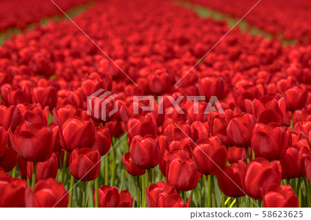 Tulip field scene Tulip field scene 58623625