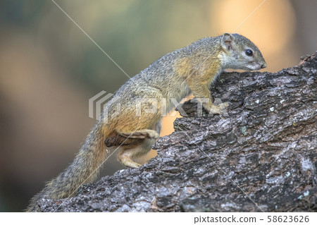 Tree squirrel on branch Tree squirrel on branch 58623626