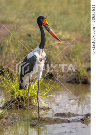 Saddle billed stork standing Saddle billed stork standing 58623631
